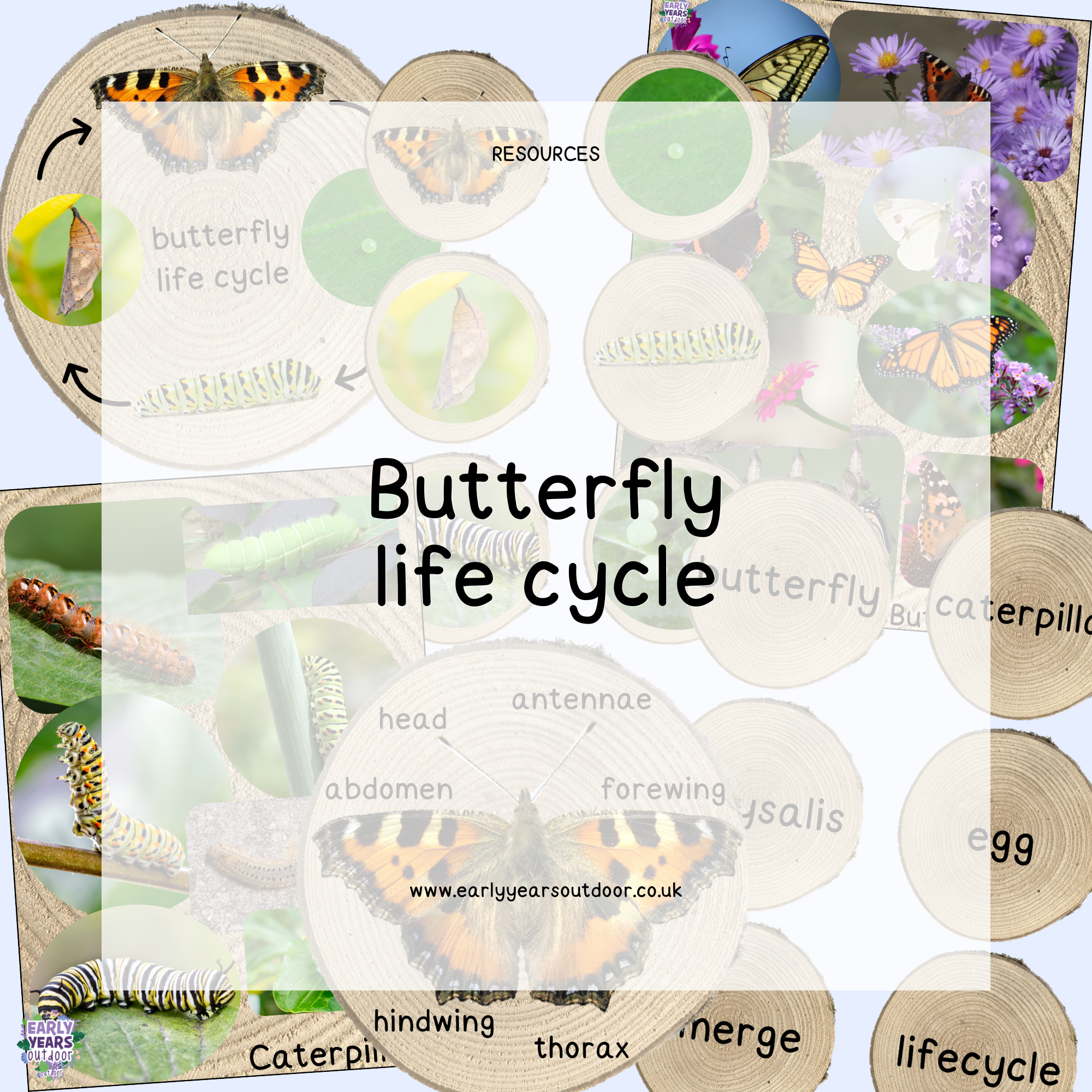 Butterfly life cycle