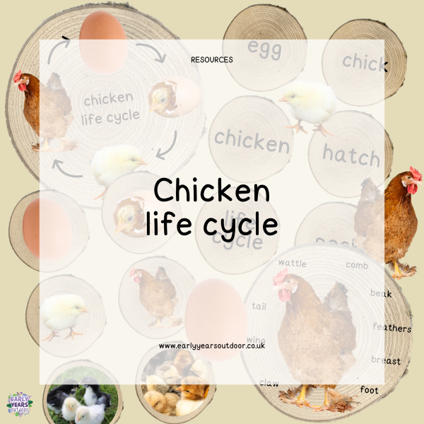 Chicken life cycle, images and vocabulary on logs
