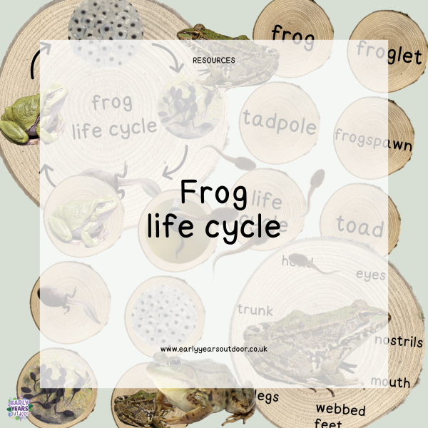 Frog life cycle, images and vocabulary on logs