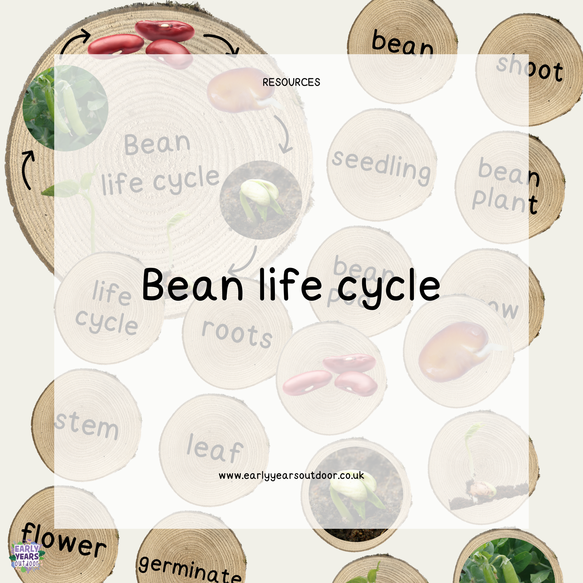 Bean life cycle, images and vocabulary on logs
