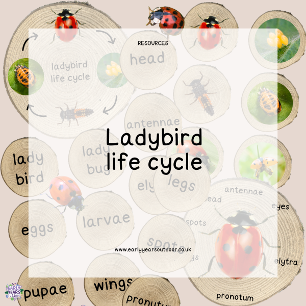 Ladybird life cycle images and vocabulary on logs