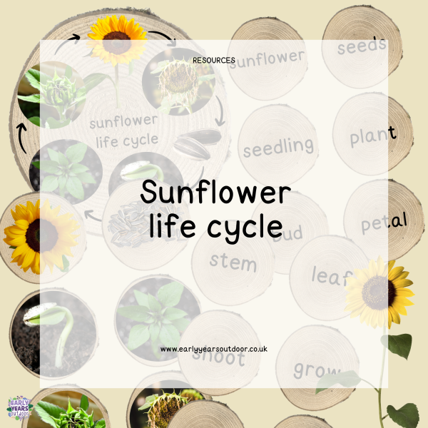 Sunflower life cycle images and vocabulary on logs