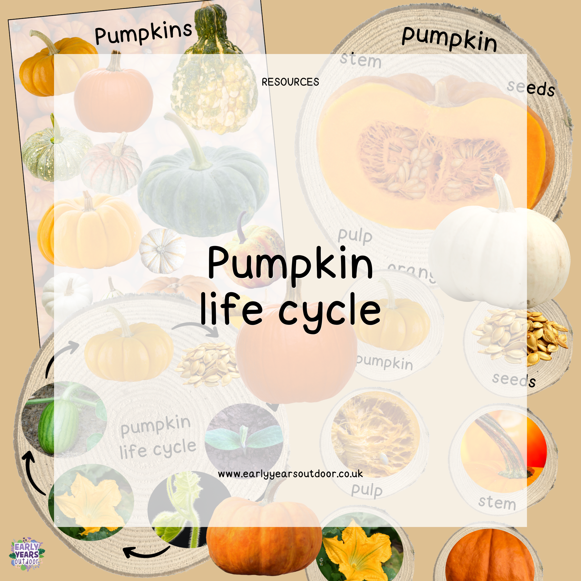 Pumpkin life cycle, images and vocabulary on logs