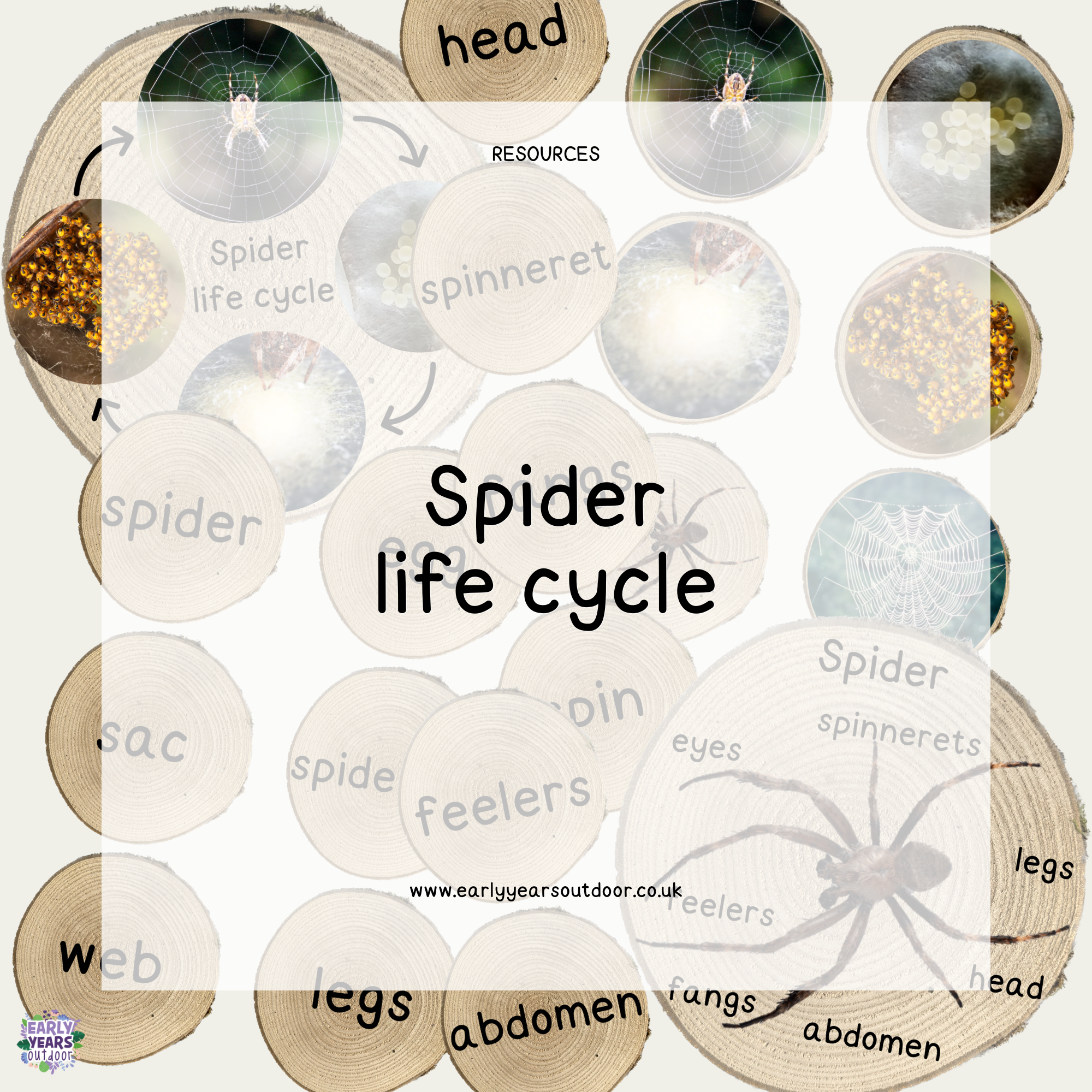 Spider life cycle, images and vocabulary on logs