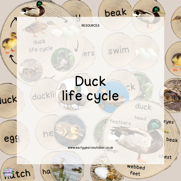 Duck life cycle, images and vocabulary on logs