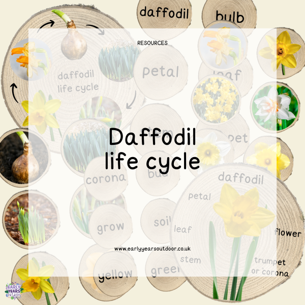 Daffodil life cycle, images and vocabulary on logs