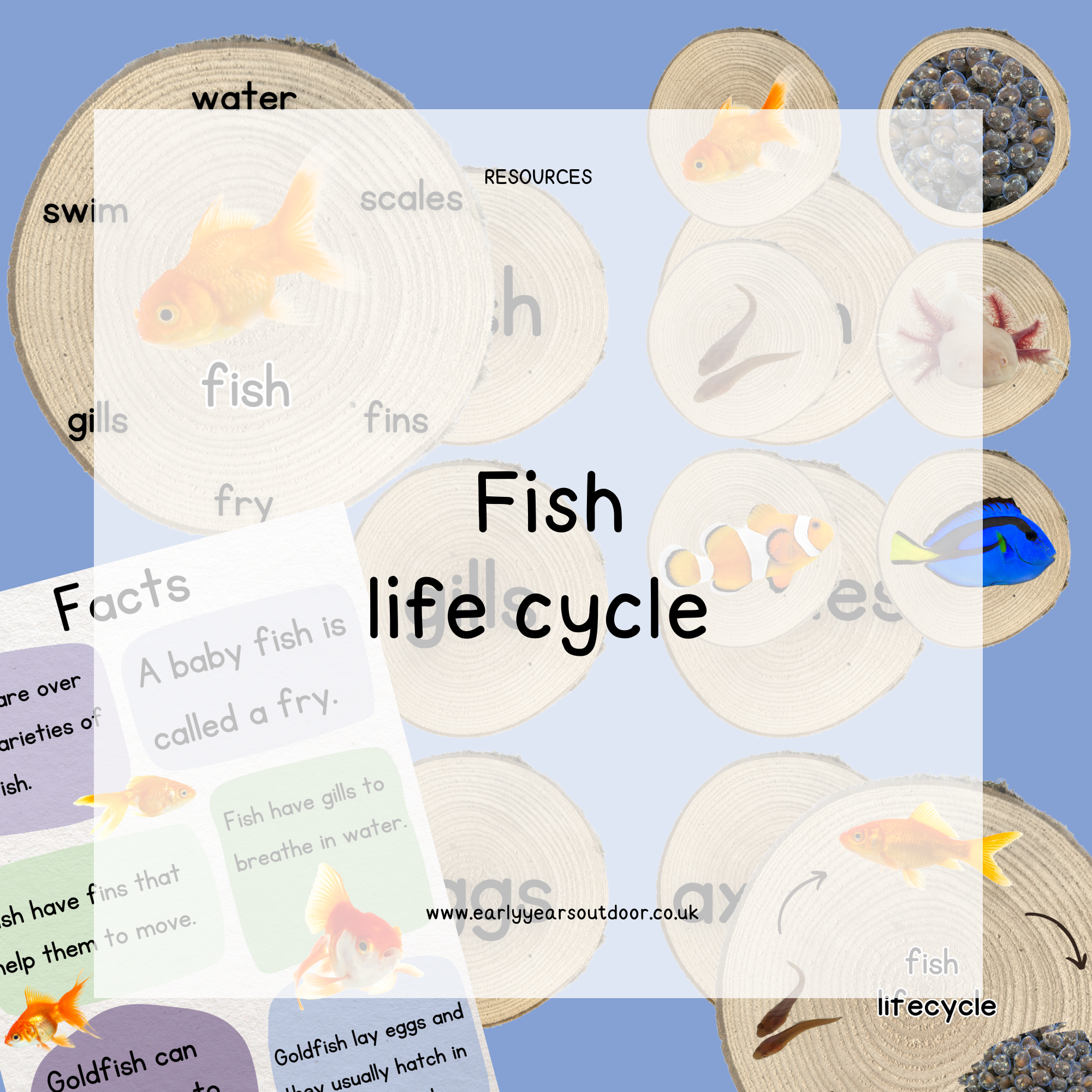 Fish life cycle