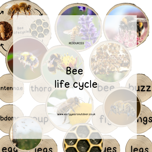 Bee life cycle