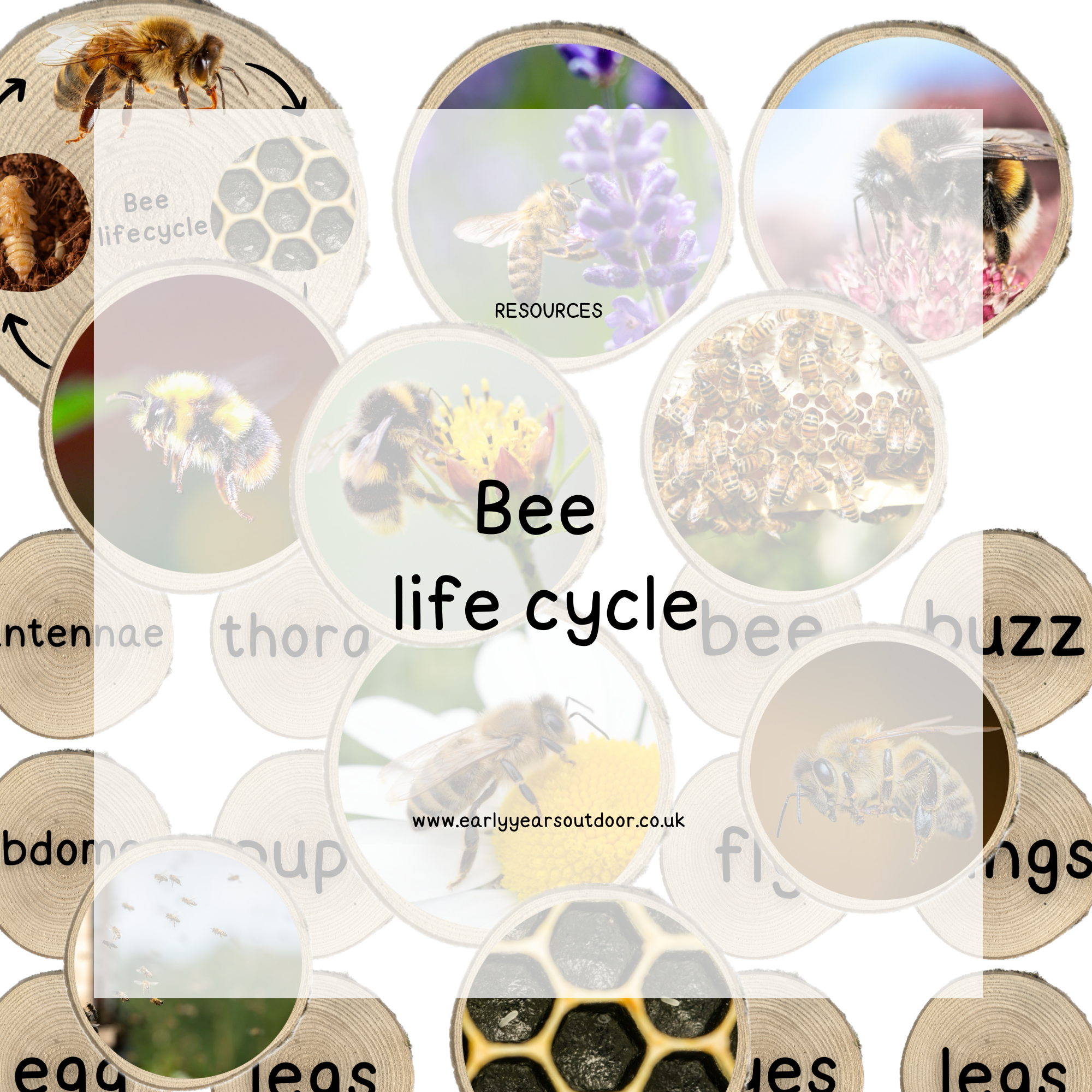 Bee life cycle