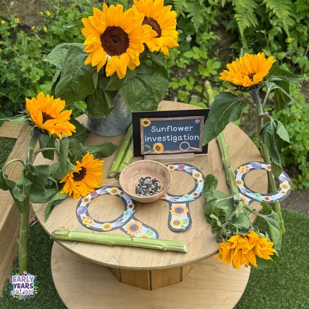 Sunflower investigation Sunflower investigation activity set up with sunflowers, spotters, a bowl of sunflower seeds, a sign, and a cut up stalk