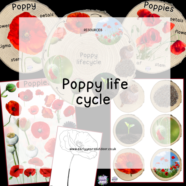 Poppy life cycle