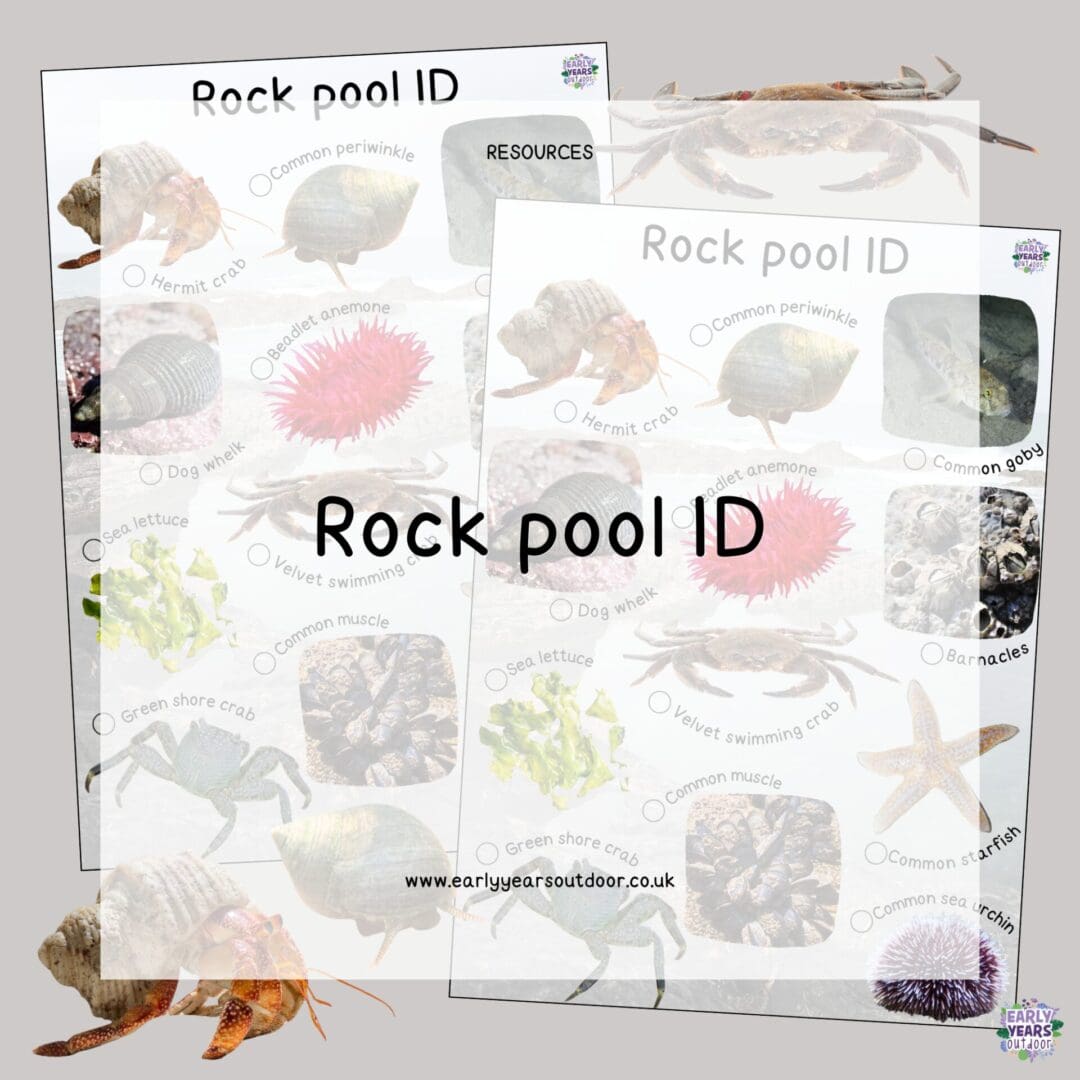 Rock pool ID sheet with images and labels