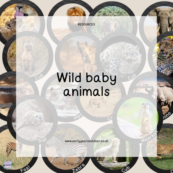 Wild baby animals