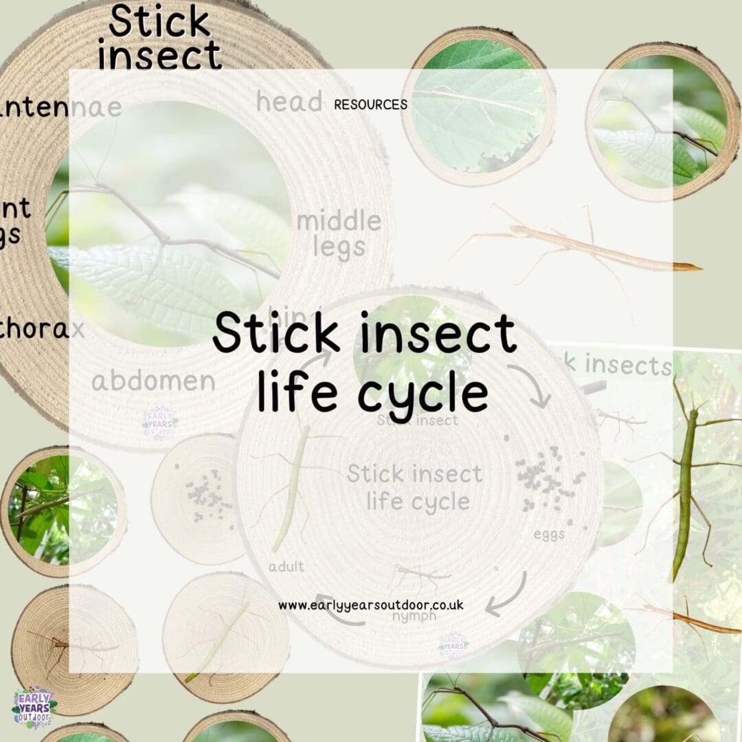 Stick insect life cycle