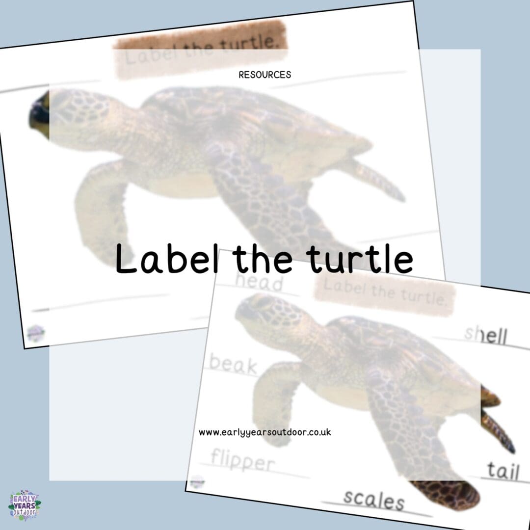 Label the turtle