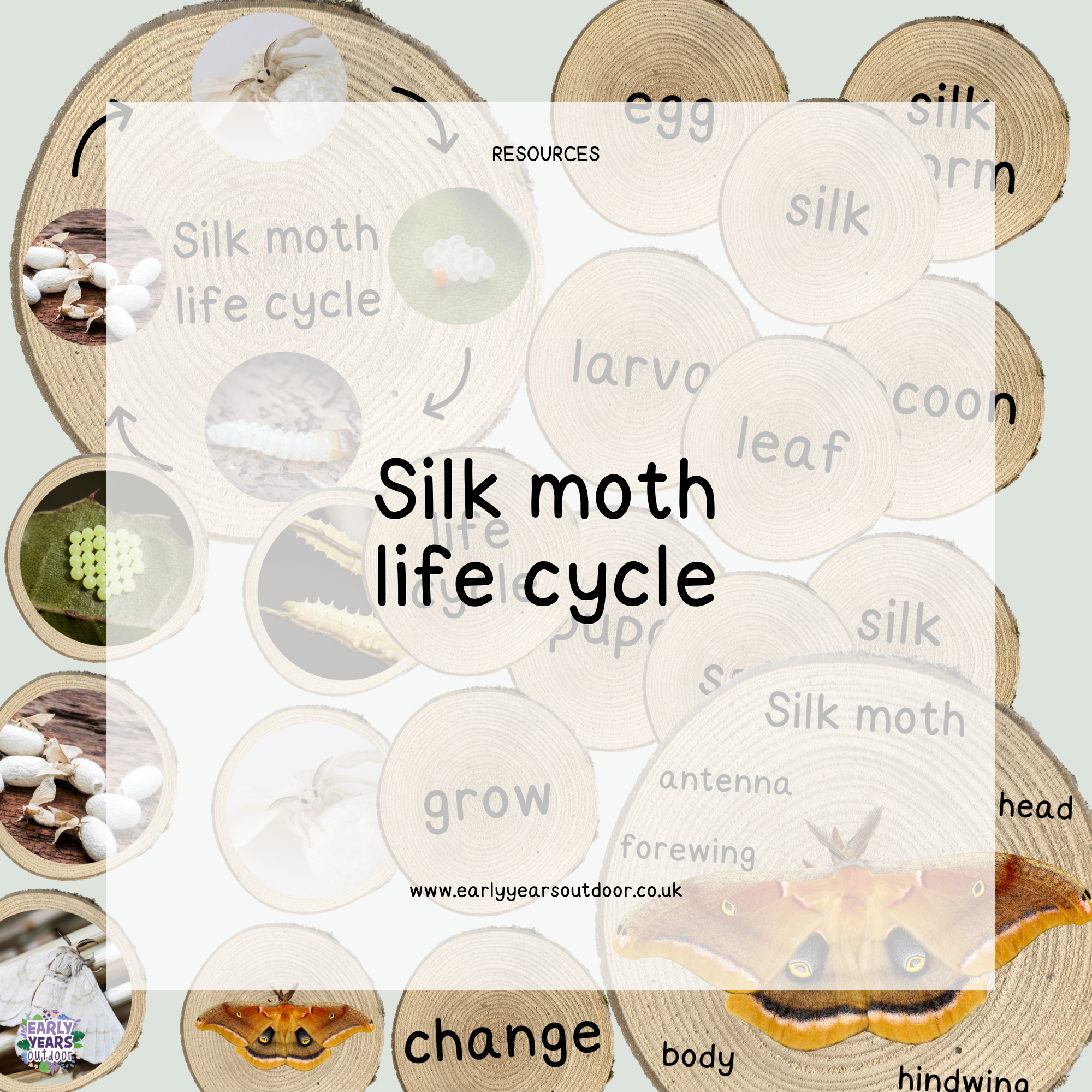 Silk moth life cycle with images and vocabulary