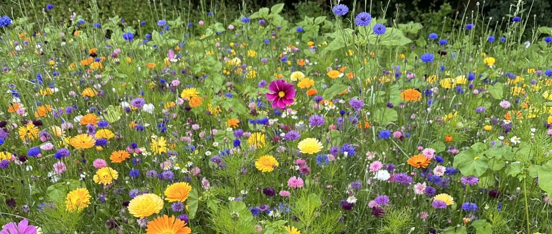 Spring flowers